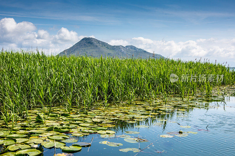 阿尔巴尼亚黑山的Shkodra Lake